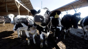 This photo taken Oct. 16, 2013, shows dairy cows on Larry Hasheider's farm in Okawville, Ill.  (AP Photo/Jeff Roberson)