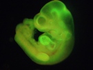 This undated image made available by the journal Nature shows a mouse embryo formed with specially-treated cells from a newborn mouse that had been transformed into stem cells. (AP / RIKEN Center for Developmental Biology, Haruko Obokata)