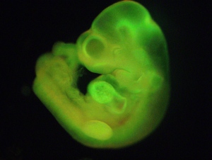 This undated image made available by the journal Nature shows a mouse embryo formed with specially-treated cells from a newborn mouse that had been transformed into stem cells. (AP / RIKEN Center for Developmental Biology, Haruko Obokata)