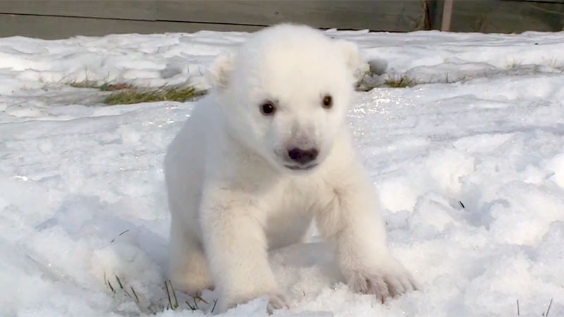 Toronto Zoo polar bear cub goes outside