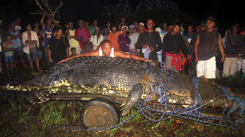 In this photo taken Sunday, Sept. 4, 2011, Mayor Cox Elorde of Bunawan township, Agusan del Sur Province, pretends to measure a huge crocodile which was captured by residents and crocodile farm staff along a creek in Bunawan late Saturday in southern Philippines.