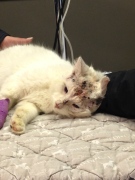 Joe the cat, who is recovering after being shot in the head with a pellet gun 17 times, is seen in Sarnia, Ont. on Monday, Feb. 3, 2014. (Celine Moreau / CTV London)