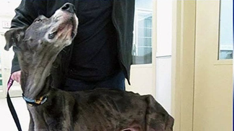 Charlie the Great Dane was severely emaciated after arriving at the Ottawa Humane Society in Jan. 2014. Charlie has since been adopted and doubled his weight. 