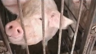 In 2006, Manitoba NDP government introduced a moratorium on any new hog barns. 