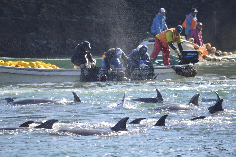 Japan dolphins