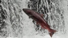 A Chinook salmon is shonw: (AP/Bill Roth)