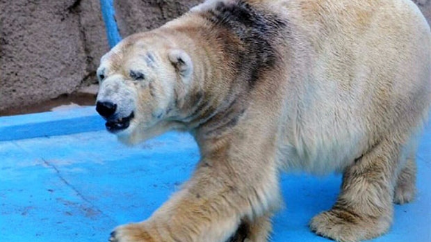 Access denied for Arturo the polar bear