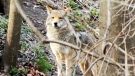 Coyotes on the prowl in Toronto