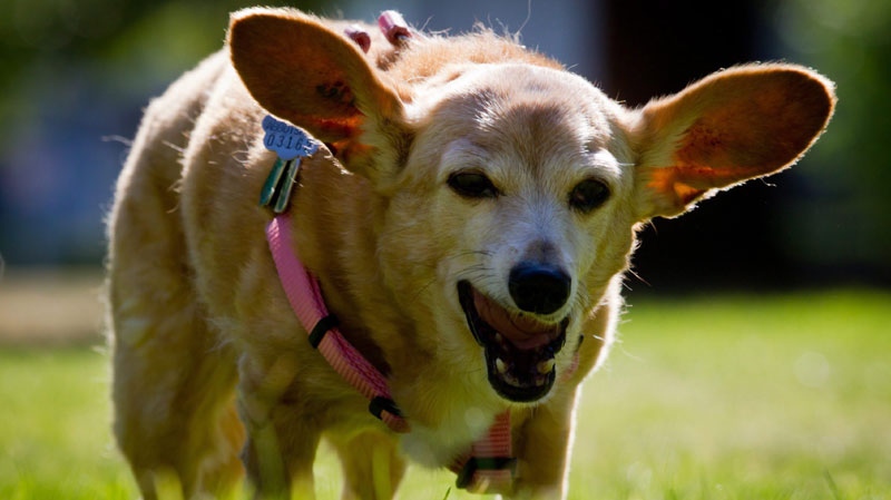 Midge, a 21-year-old chihuahua-dachshund cross owned by Jen Roos, walks in a park in Abbotsford, B.C., on Friday September 9, 2011. (THE CANADIAN PRESS/Darryl Dyck)