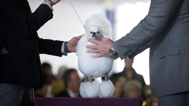 Westminster dog show to add obedience competition next ...