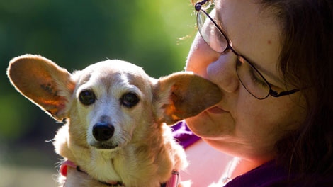 Jen Roos holds Midge, her 21-year-old chihuahua-dachshund cross, in Abbotsford, B.C., on Friday September 9, 2011. THE CANADIAN PRESS/Darryl Dyck