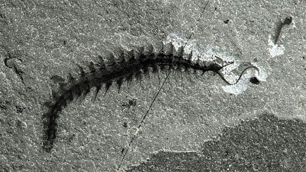 Kootenay National Park, fossil find, Burgess Shale