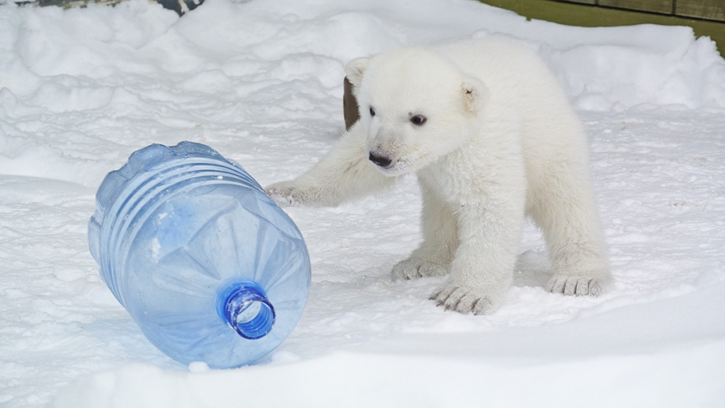 A polar bear cub plays at the Toronto Zoo