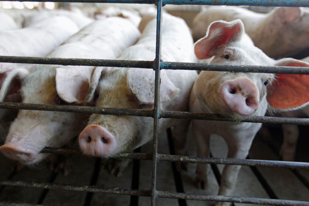 Pig virus reaches Quebec