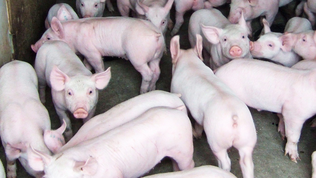 Pigs in a barn at an Ontario farm