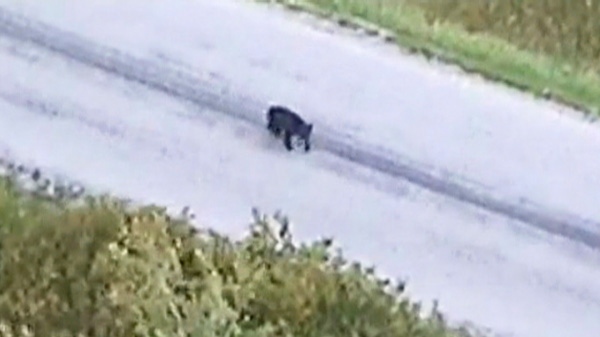 Two joggers with a baby stroller escaped a close call with a black bear without injuries earlier this week, after quick-thinking police officers used a helicopter to spook the animal back into the woods.