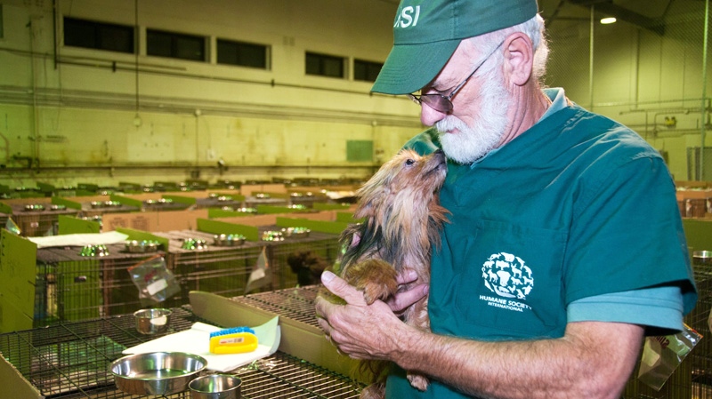 Dr. Barry Kellogg, Humane Society International veterinary medical doctor, holds a breeding female at an emergency shelter that was rescued from a breeding operation in southwestern Quebec. (ho-Kathy Milani / The HSUS / THE CANADIAN PRESS)