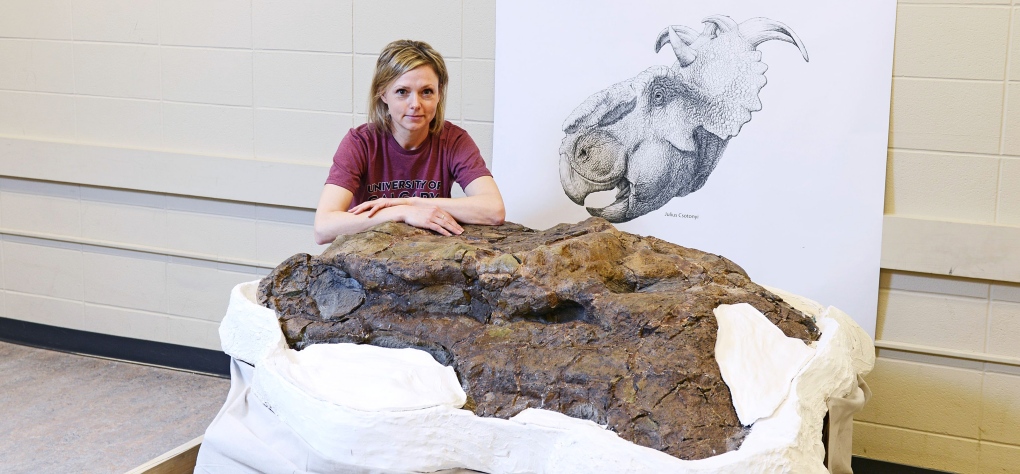 Massive dinosaur found in Alberta