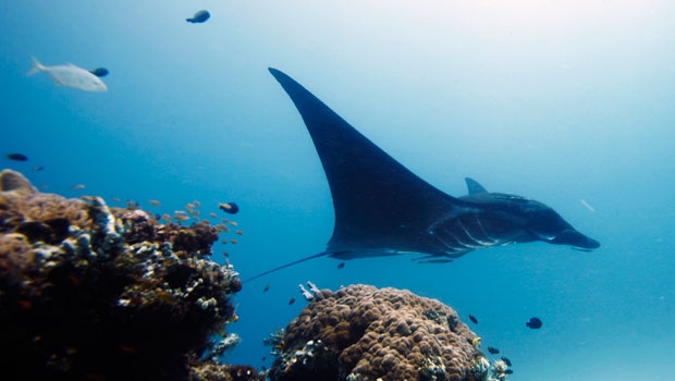 A manta ray in Indonesia