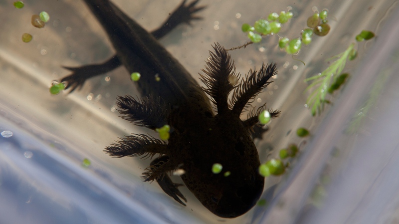 Young axolotl swims inside a plastic container
