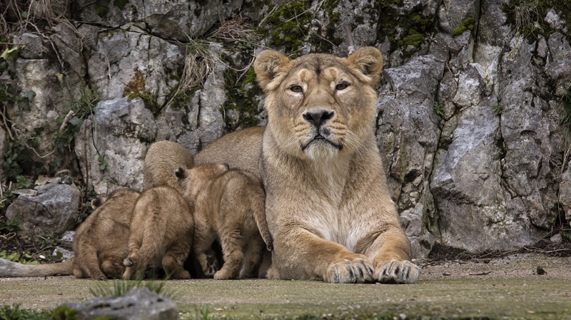 Shiva and her three cubs in Besancon zoo