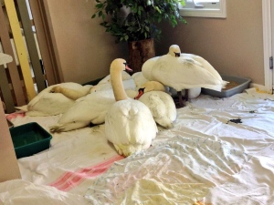 Swans rescued from Detroit River