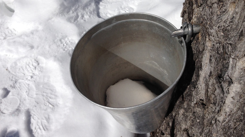 Tapped trees at Fulton's sugar bush are bone dry as the cold weather has stopped the sap from flowing. (Tyler Fleming/CTV Ottawa).