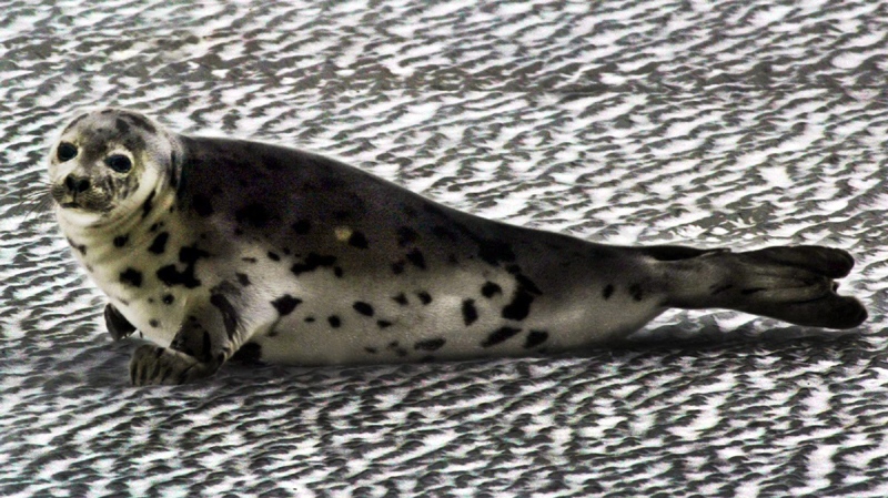 A female grey seal moves over thin ice near the shore in Canso, N.S. on Jan. 20, 2005. A report released today says 70,000 grey seals should be killed over a one- or two-year period to test the hypothesis that the animals are preventing recovery of groundfish stocks in the southern Gulf of St. Lawrence.