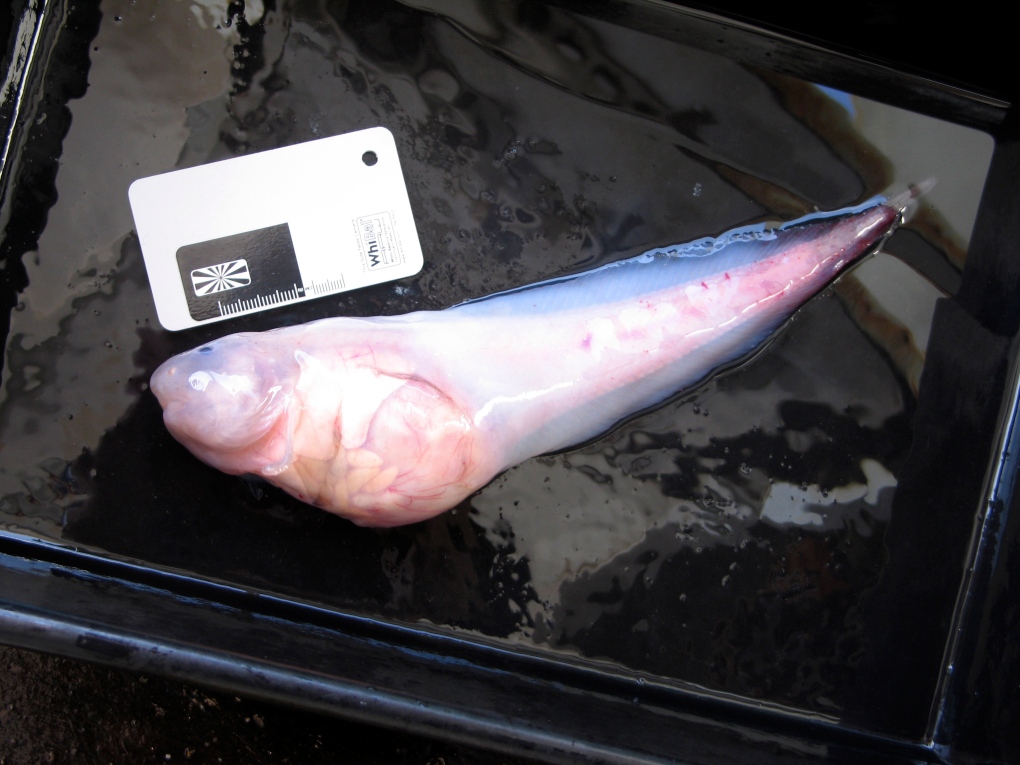 Hadal snailfish trapped at depth of 7,000 feet