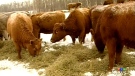 Livestock reportedly shot and killed on Saskatoon 