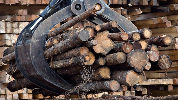 Softwood lumber sawmill 