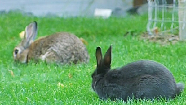 Rabbits are seen in Canmore, Alberta, where residents are struggling with the booming bunny population.