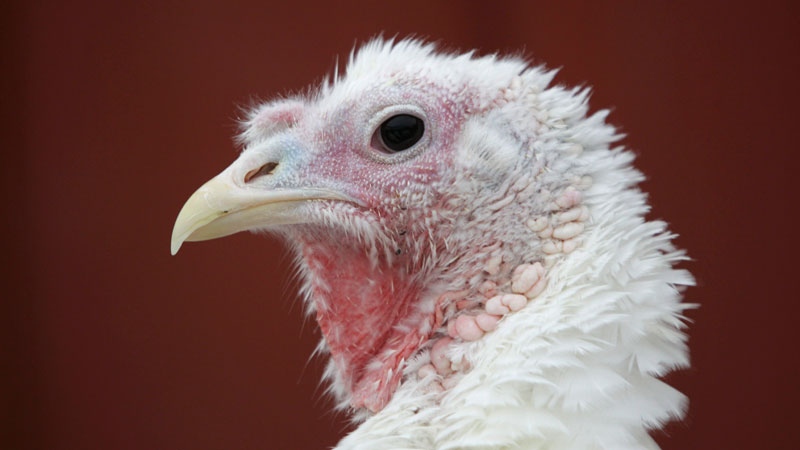 Bird flu hits farms in North Dakota and Minnesota