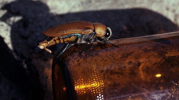 An Australian jewel beetle is seen on a beer bottle in this undated handout photo. University of Toronto professor Darryl Gwynne and his Australian colleague David Rentz were the winners in the biology category of the Ig Noble Awards for their paper on beer bottle-mating beetles. THE CANADIAN PRESS/ho-Darryl Gwynne