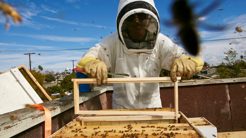 Can citizen science save the honeybee?