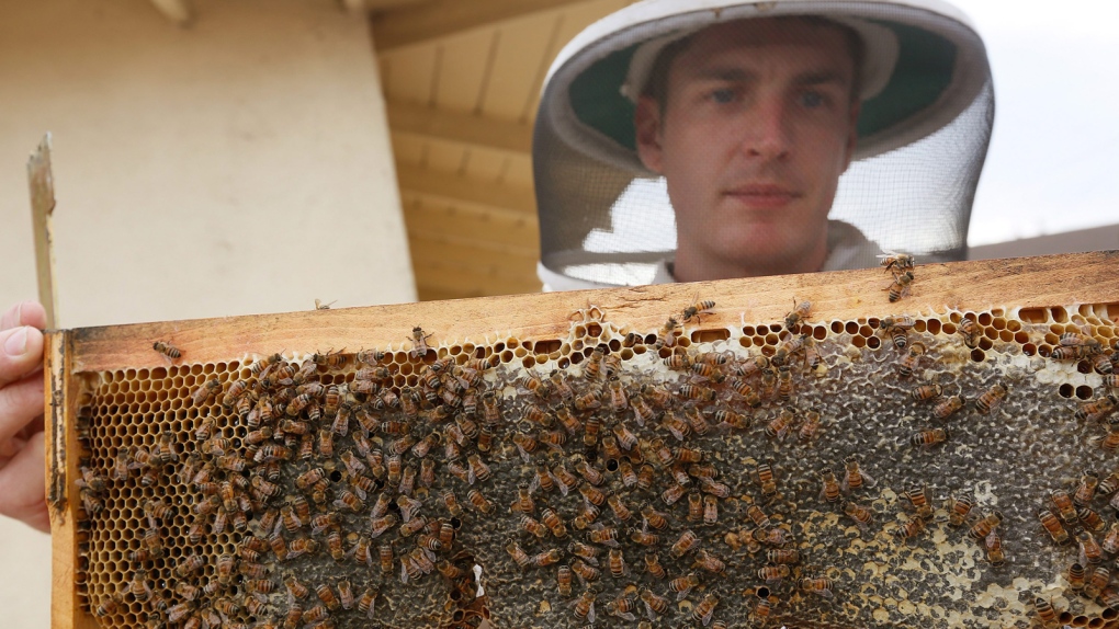 Can citizens help save the honey bees?