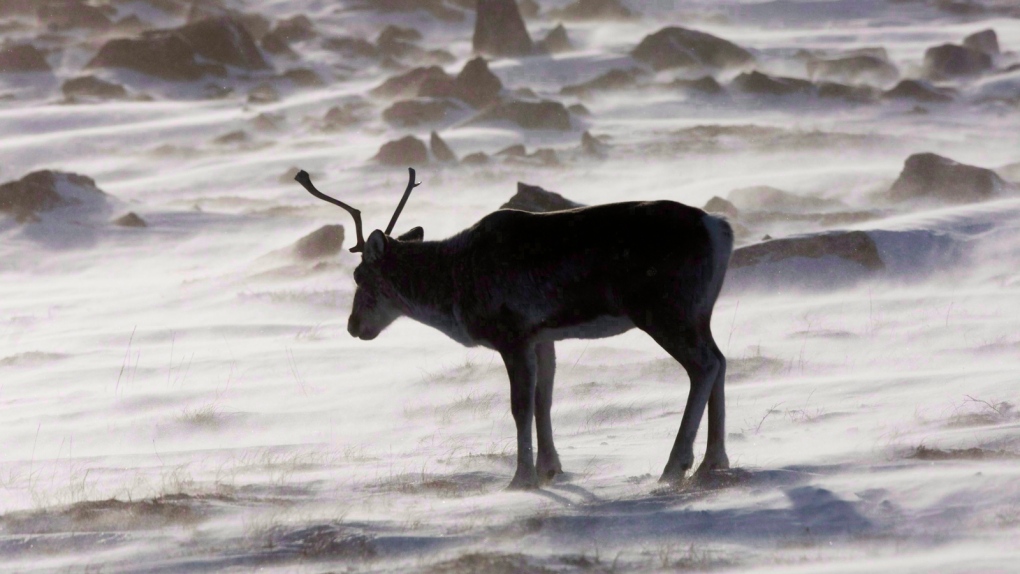 Porcupine caribou now thriving in North