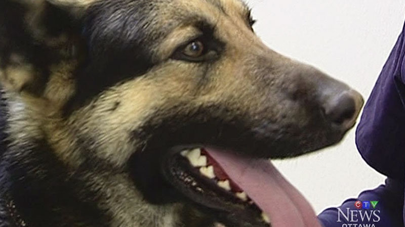 A 2-year-old German Shepherd named Tyson was put into the care of the Ottawa Humane Society after being dragged behind a truck near Vars on Monday, Mar. 17, 2014.