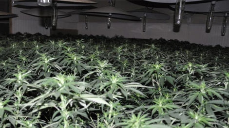 RCMP seized over 2,000 marijuana plants from a home in the RM of Gimli Tuesday. (Photo courtesy: RCMP)