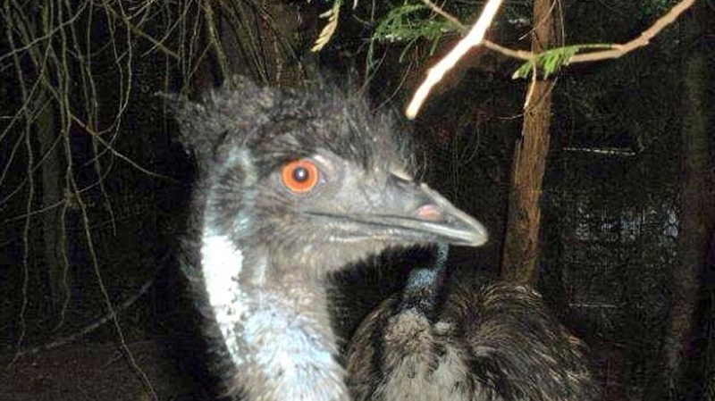 Lucy the emu