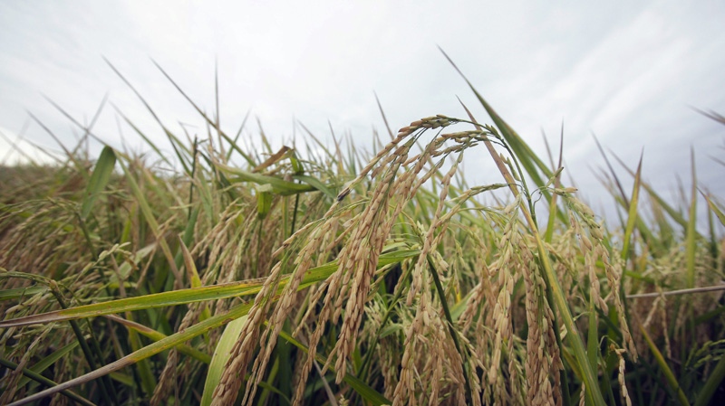 Rice grows in a field near Alicia, Ark., on Sept. 22, 2011.