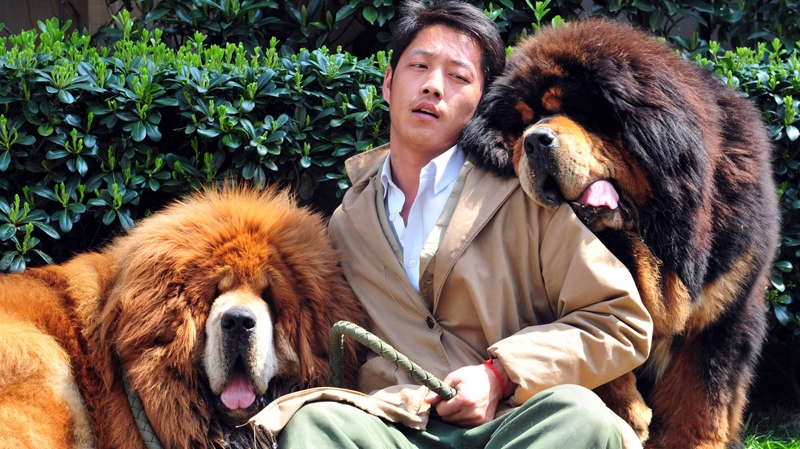 The Tibetan mastiffs in Tongxiang city
