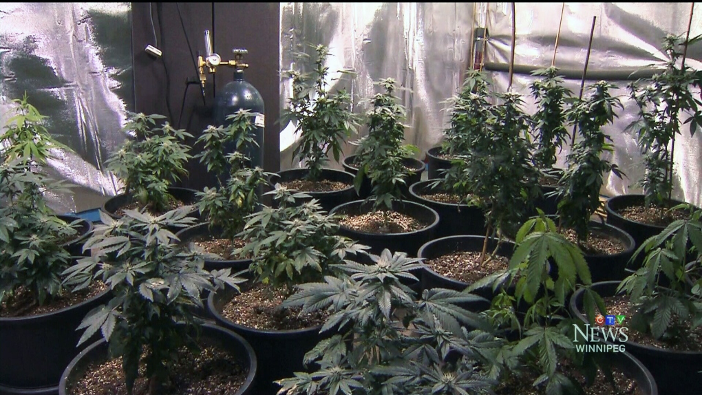 CTV Winnipeg: Medical marijuana users 