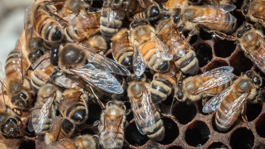 Bee-death studies not released by pesticide-makers