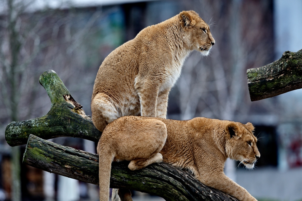 Denmark zoo kills lions