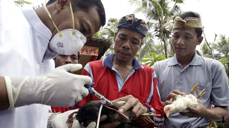 Bird flu kills 2 Indonesian children in Bali  Read more: http://www.ctv.ca/health/#ixzz1aOd8Tr4w