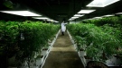 Marijuana plants are shown inside a facility in Richmond, B.C., on Friday March 21, 2014. (Darryl Dyck / THE CANADIAN PRESS)