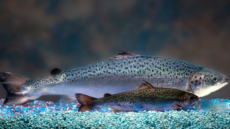 AquaBounty Technologies image of 2 same-age salmon
