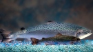 This undated 2010 handout photo provided by AquaBounty Technologies shows two same-age salmon, a genetically modified salmon, rear, and a non-genetically modified salmon, foreground. (AP Photo/AquaBounty Technologies)