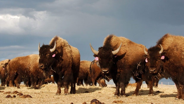 A herd of bison 